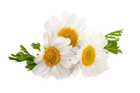 chamomille