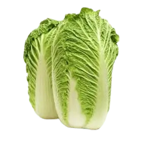 chinese cabbage
