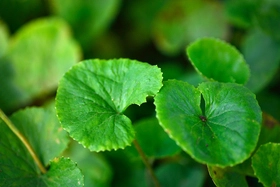 gotu kola
