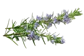 rosemary